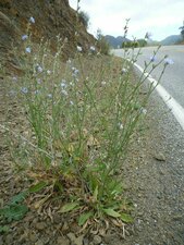 Cichorium intybus Plant